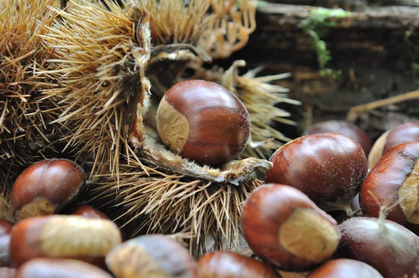 Mucchio di castagne — Foto Stock