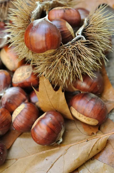 Castanhas — Fotografia de Stock