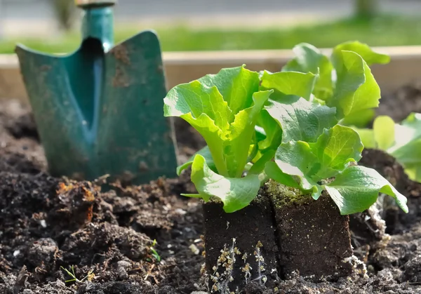 Gartensalat — Stockfoto