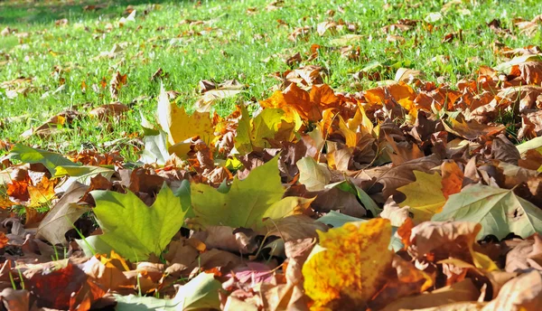 Dead leaves — Stock Photo, Image