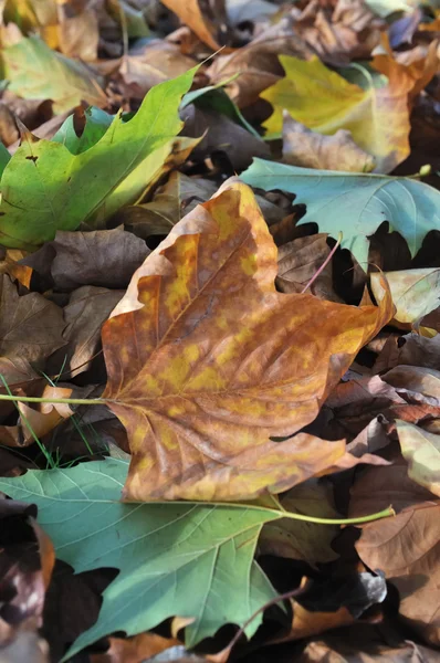 Leaf litter — Stock Photo, Image