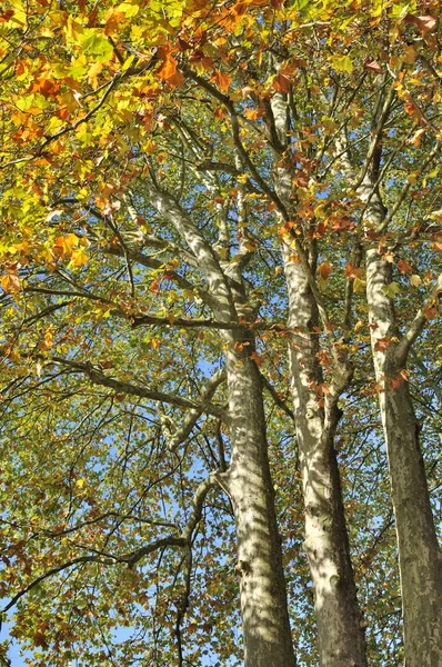 Sycamore in autumn — Stock Photo, Image