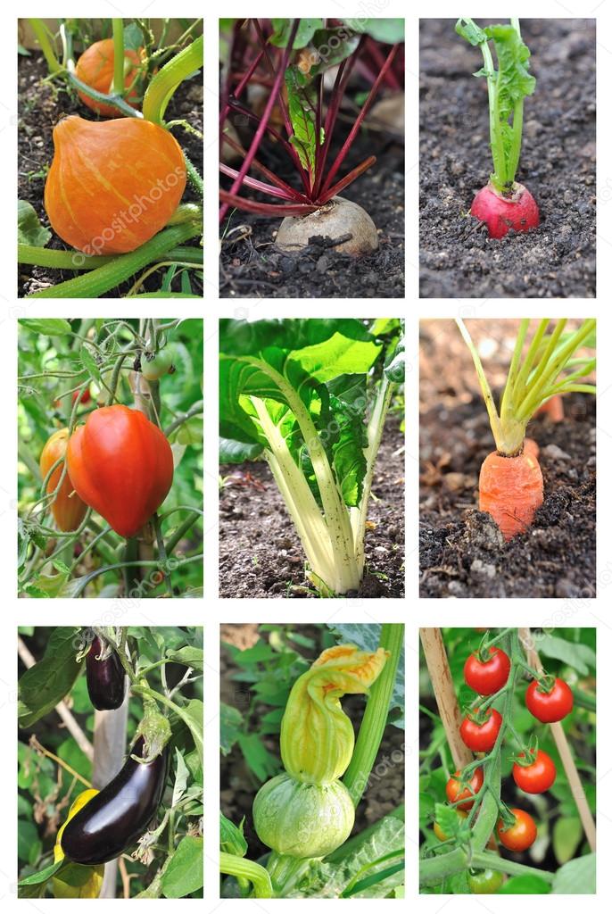 vegetables garden