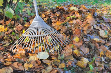collecting leaves