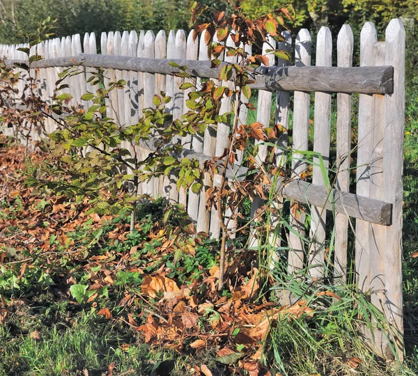Деревянный забор в растительности — стоковое фото