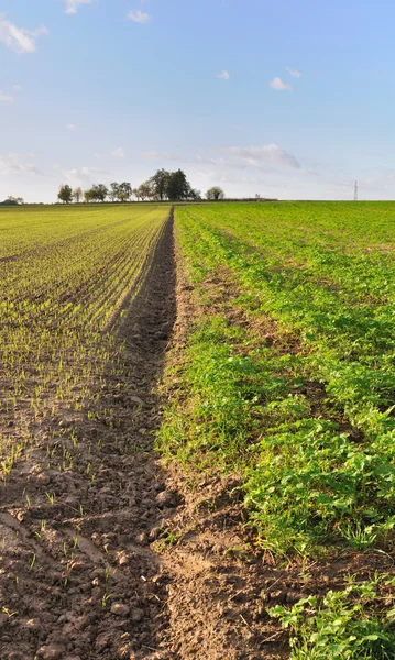 Furron between two crops — Stock Photo, Image