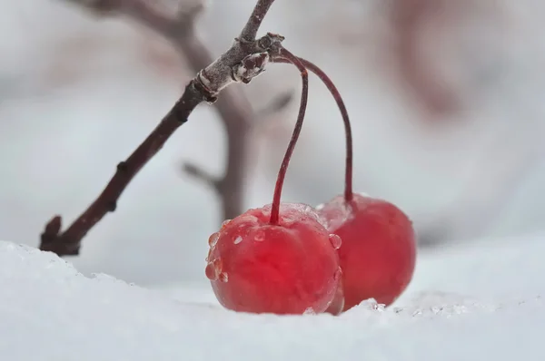 Bagas vermelhas na neve — Fotografia de Stock