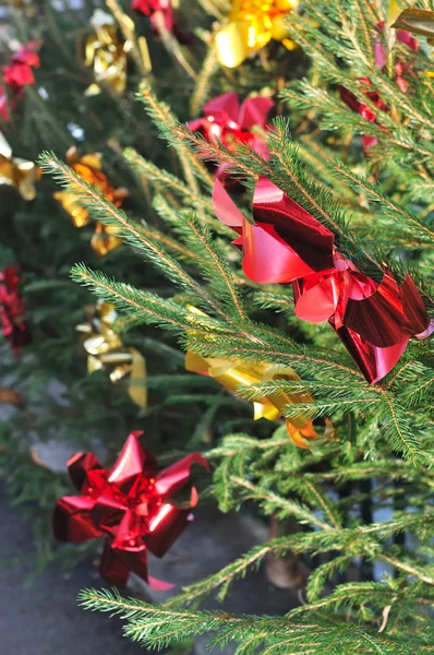 Weihnachtsbäume — Stockfoto