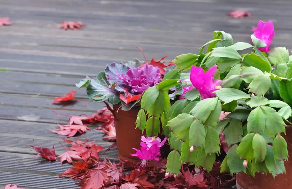 Plante en pots sur la terrasse — Photo