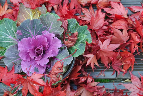 Brassica and maple leaves — Stock Photo, Image