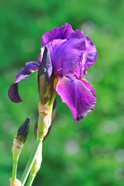 Iris morado bonito —  Fotos de Stock