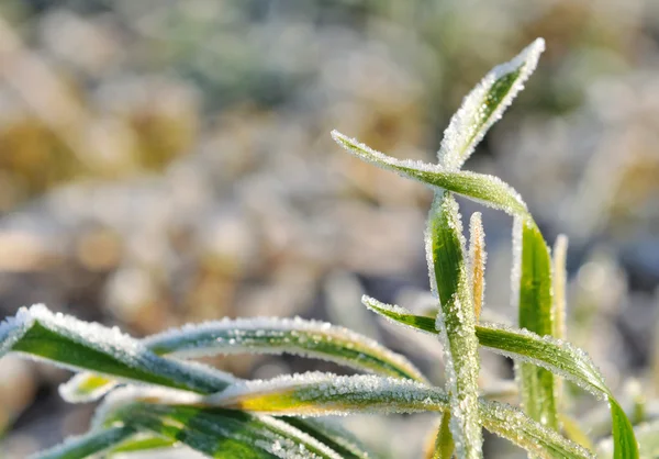 Hebras de hierba en invierno — Foto de Stock