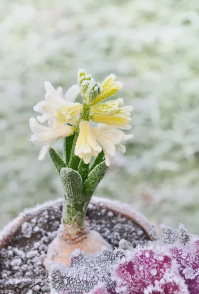 Hyacinth v zimě — Stock fotografie