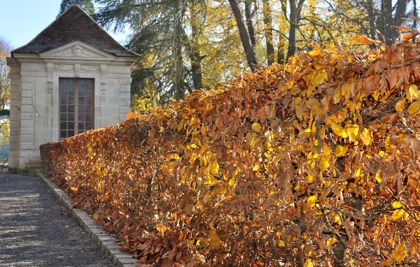 Hainbuchenhecke — Stockfoto