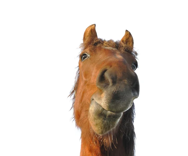 Humorvolles Porträt eines Pferdes — Stockfoto