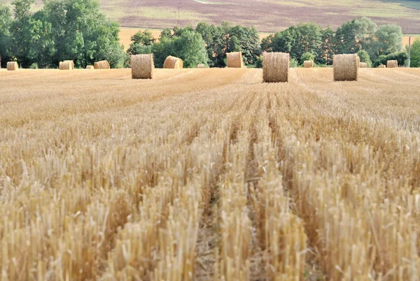 Straw bales — Stock Photo, Image