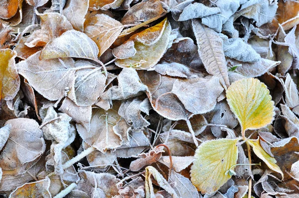 Folhas no inverno — Fotografia de Stock