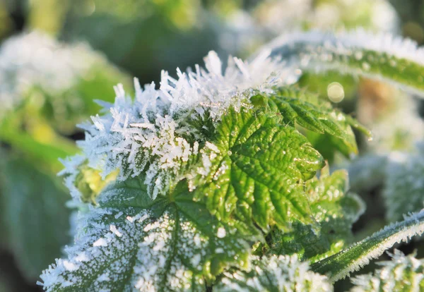 Vegetation på vintern — Stockfoto