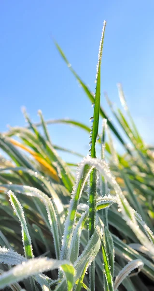 Gras im Winter — Stockfoto