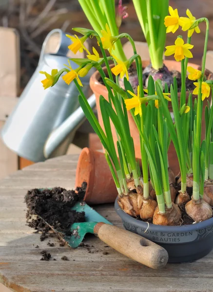 Narcissus and potting — Stock Photo, Image