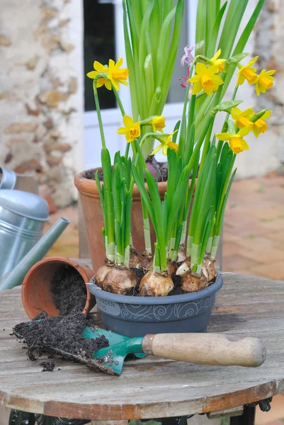 Naricissus in garden — Stock Photo, Image