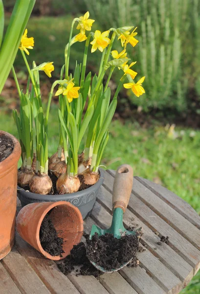 Narcis v zahradě — Stock fotografie