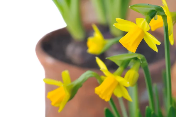 Close on daffodils — Stock Photo, Image