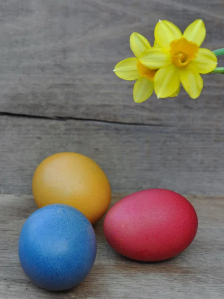 Huevos de pascua y narciso —  Fotos de Stock