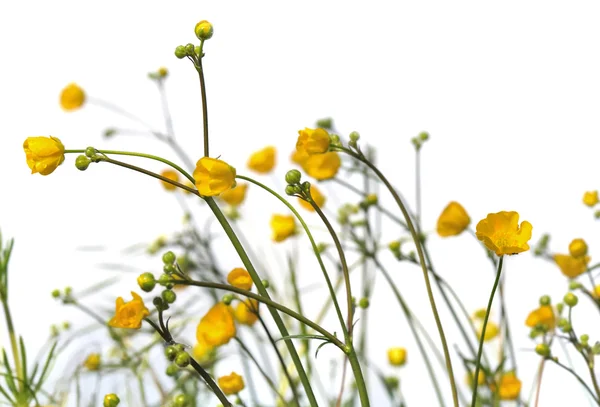 Pretty gold buttercups — Stock Photo, Image