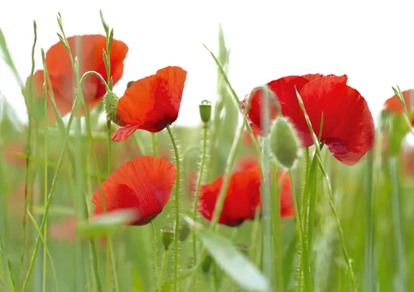 Amapolas en un campo — Foto de Stock