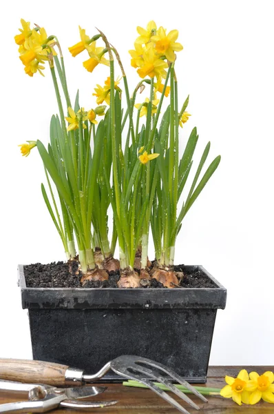 Narcissus ang trädgårdsskötsel — Stockfoto