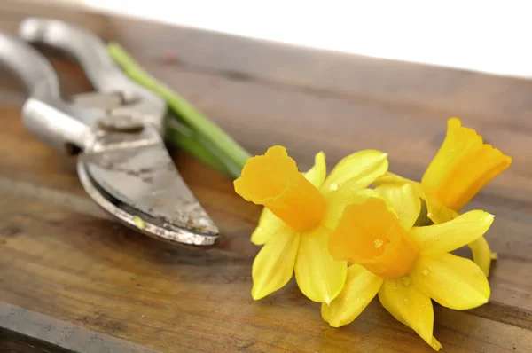 Geplukt narcissen — Stockfoto