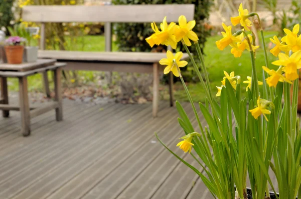 Narcissus på terrassen — Stockfoto