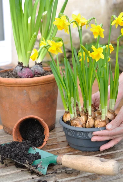 Pot of narcissus — Stock Photo, Image