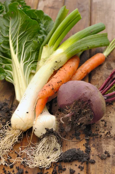 Geerntetes Gemüse — Stockfoto