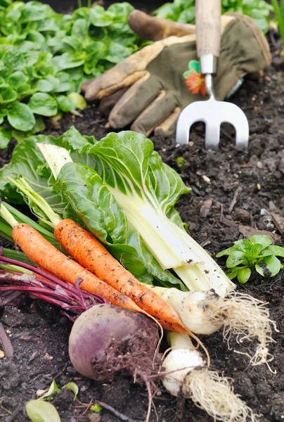 Sayuran segar di kebun — Stok Foto