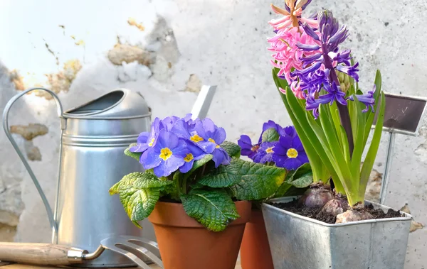 Spring flowers — Stock Photo, Image