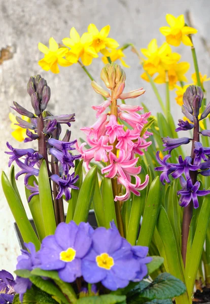 Flor de primavera — Foto de Stock