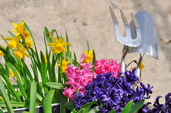 Spring flowers and gardening tools — Stock Photo, Image