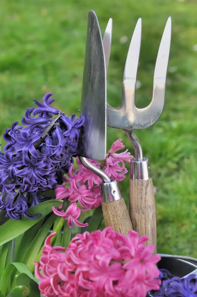 Hyacintths och trädgårdsarbete verktyg — Stockfoto