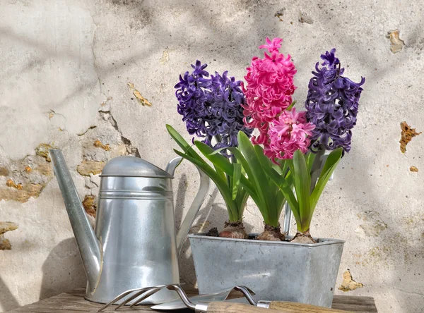 Hyacinten in metalen pot — Stockfoto