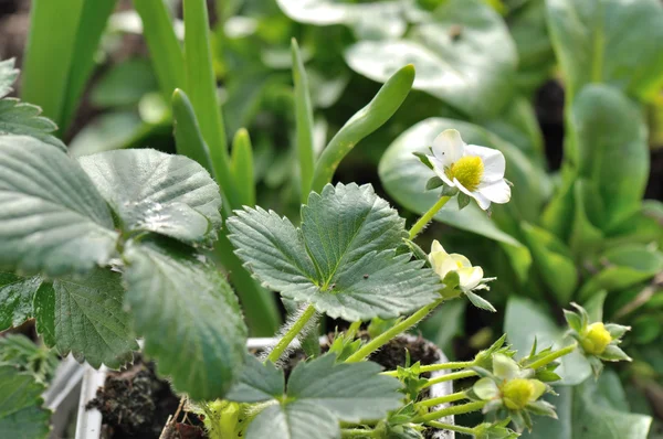 Small flowers of strawberry — Stock Photo, Image