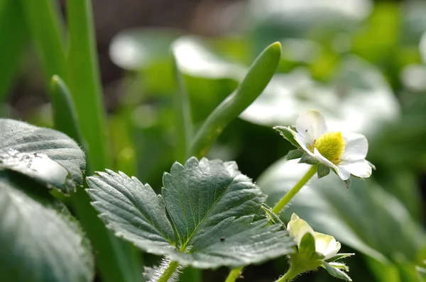 Strawberry flower — Stock Photo, Image