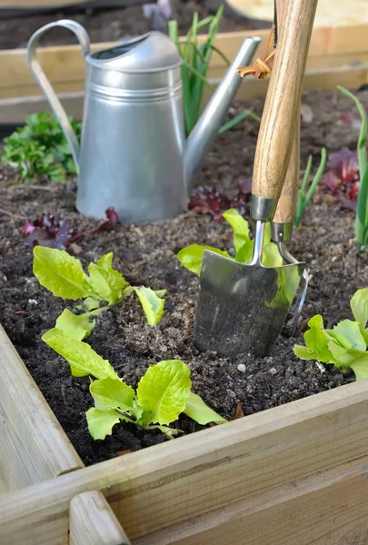 Салат в овочевому саду — стокове фото