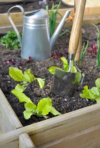 Salat im Gemüsegarten — Stockfoto