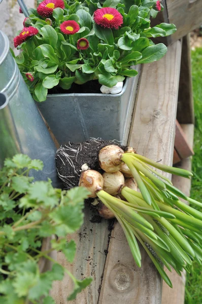 Spring gardening — Stock Photo, Image