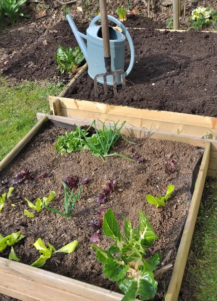 Plantation in vegetable garden — Stock Photo, Image