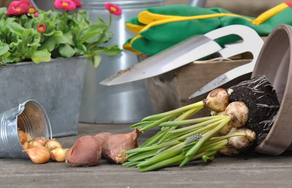 Frühjahrsgartenarbeit — Stockfoto