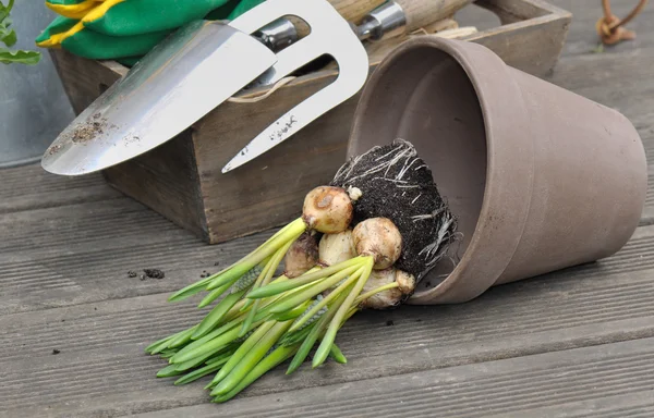 Zwiebelblumen umtopfen — Stockfoto