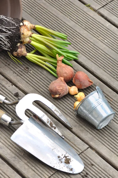 Ampuller, soğan ve araçları teras kat — Stok fotoğraf